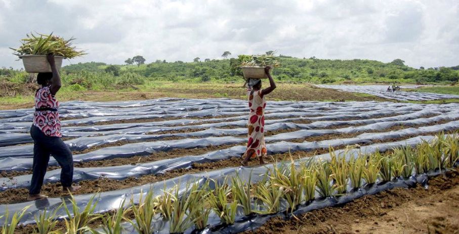 Ô nhiễm nhựa là vấn đề ngày càng nghiêm trọng trong đất nông nghiệp. (Ảnh: FAO)